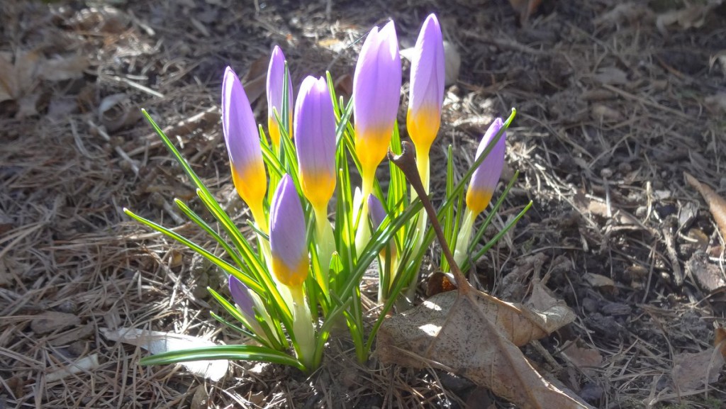 svátek statečných žen