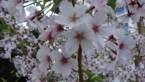 DSC08334