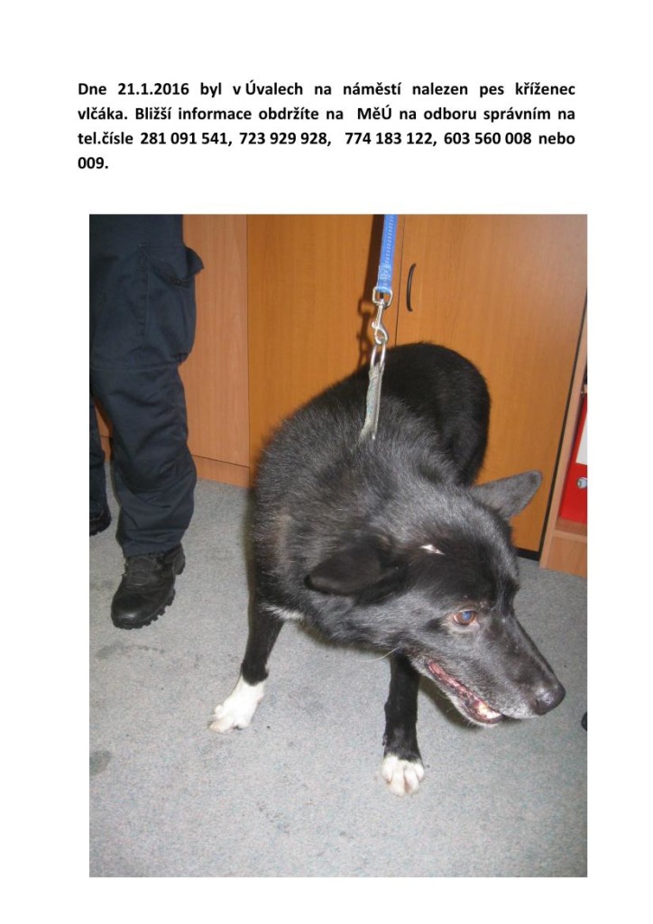 našel se pes - kříženec