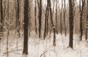 klánovický les_zima 2021