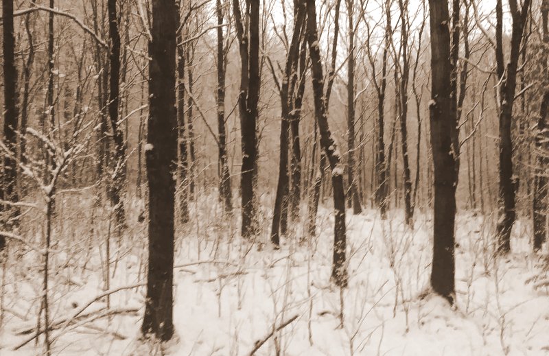 klánovický les_zima 2021