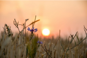 Diakonie Brno - poradna Svítání