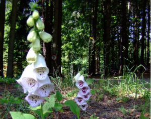 Den otevřených lesů_SVOL