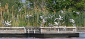 Mokřady vycházky 2023