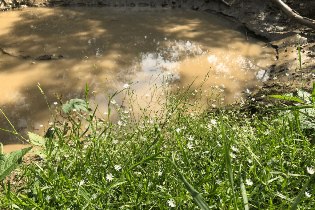 Příběh polního mokřadu