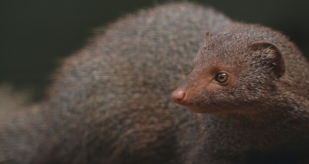 Za Evropu bez kožešin