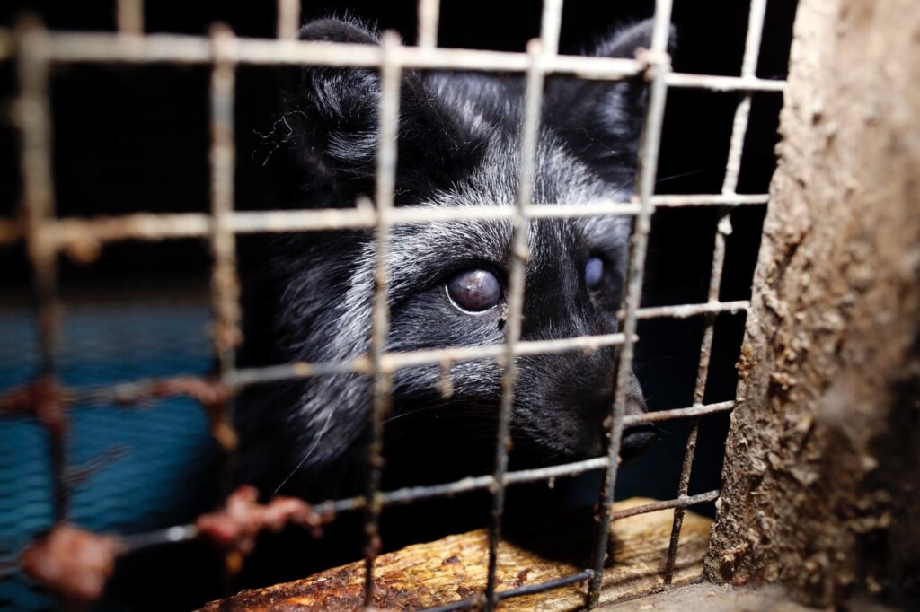 Za Evropu bez kožešin