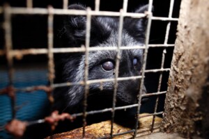 Za Evropu bez kožešin