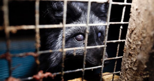 Za Evropu bez kožešin