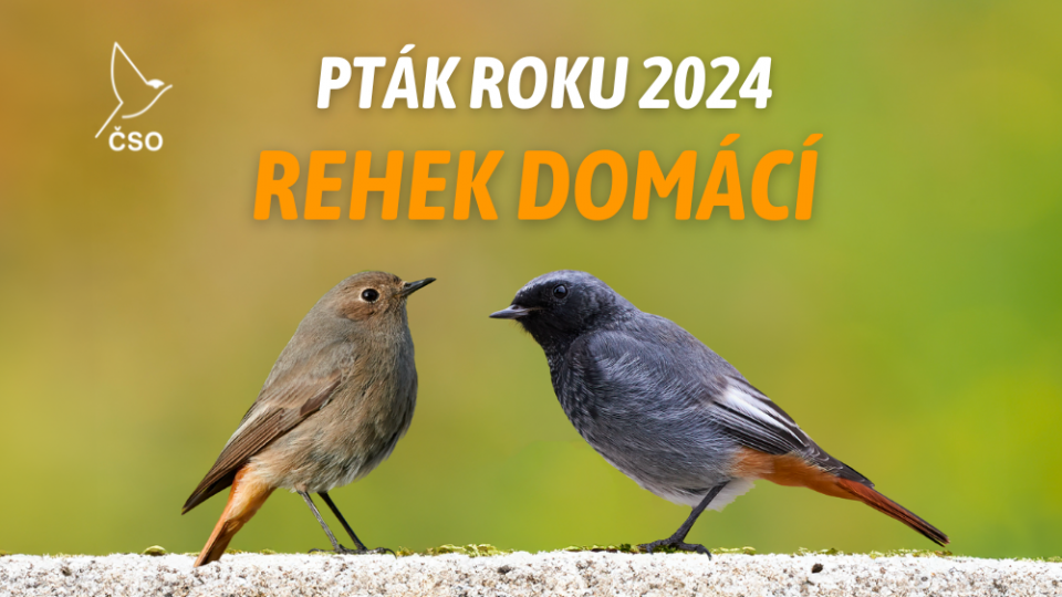 Rehek domácí