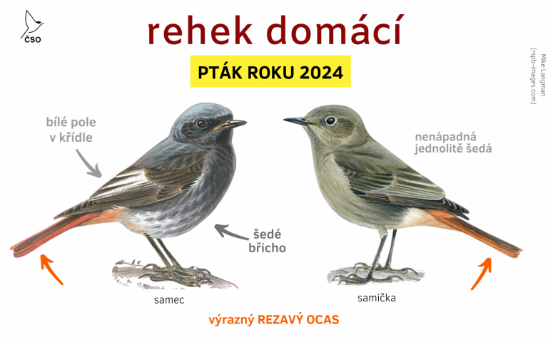 Rehek domácí - Pták roku 2024